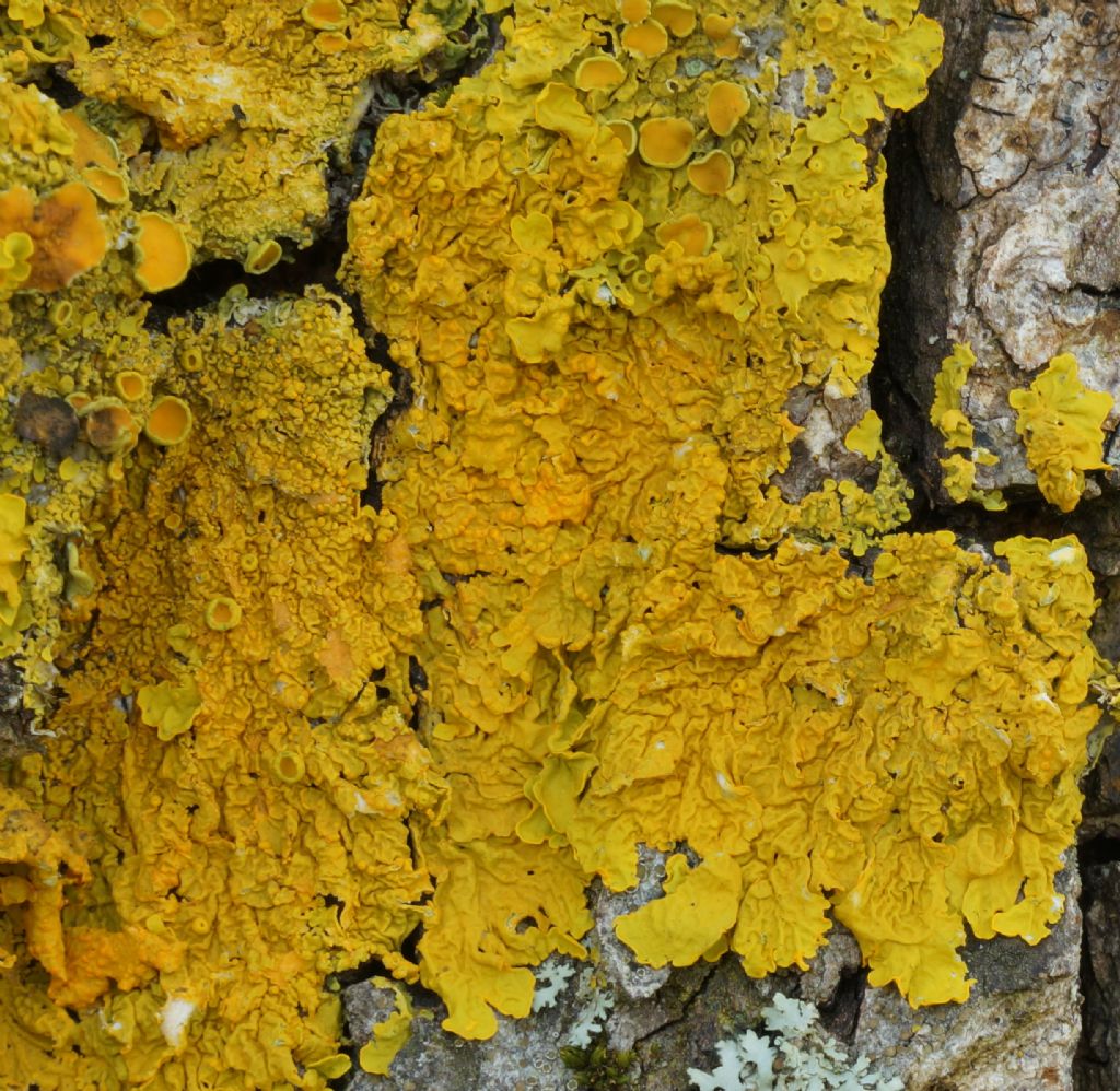 Xanthoria parietina